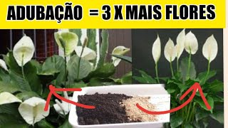 Como Adubar e Fazer Seu Lírio da Paz Florir Mesmo no Inverno