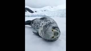 Focas Hacen Sonido Sobre Hielo