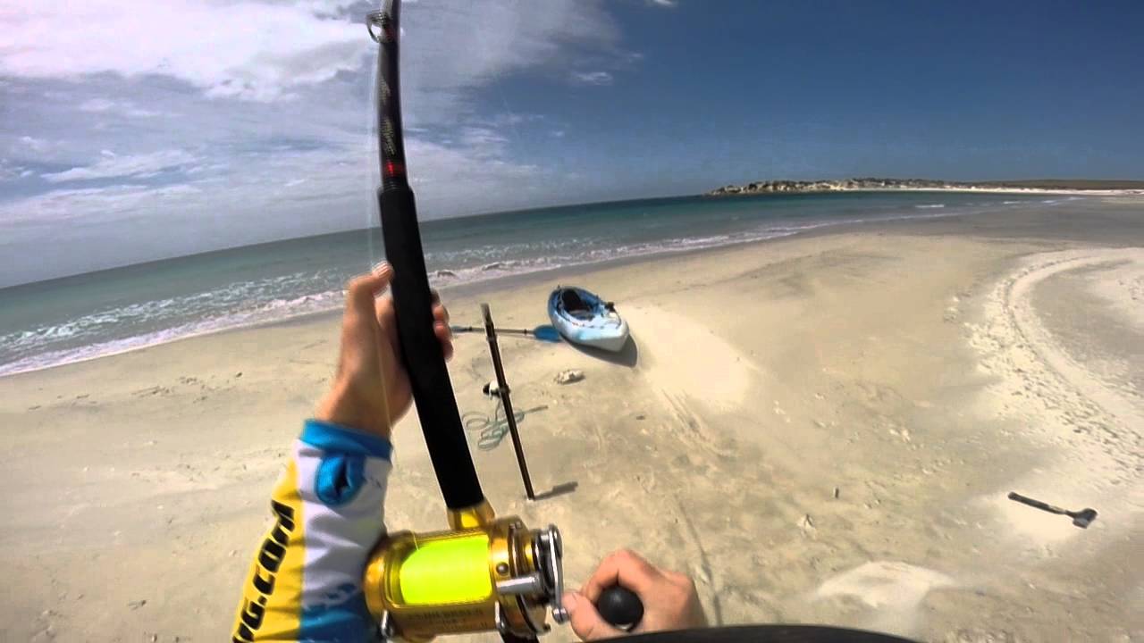 Big Bronze Whaler Shark Hooked From Beach YouTube