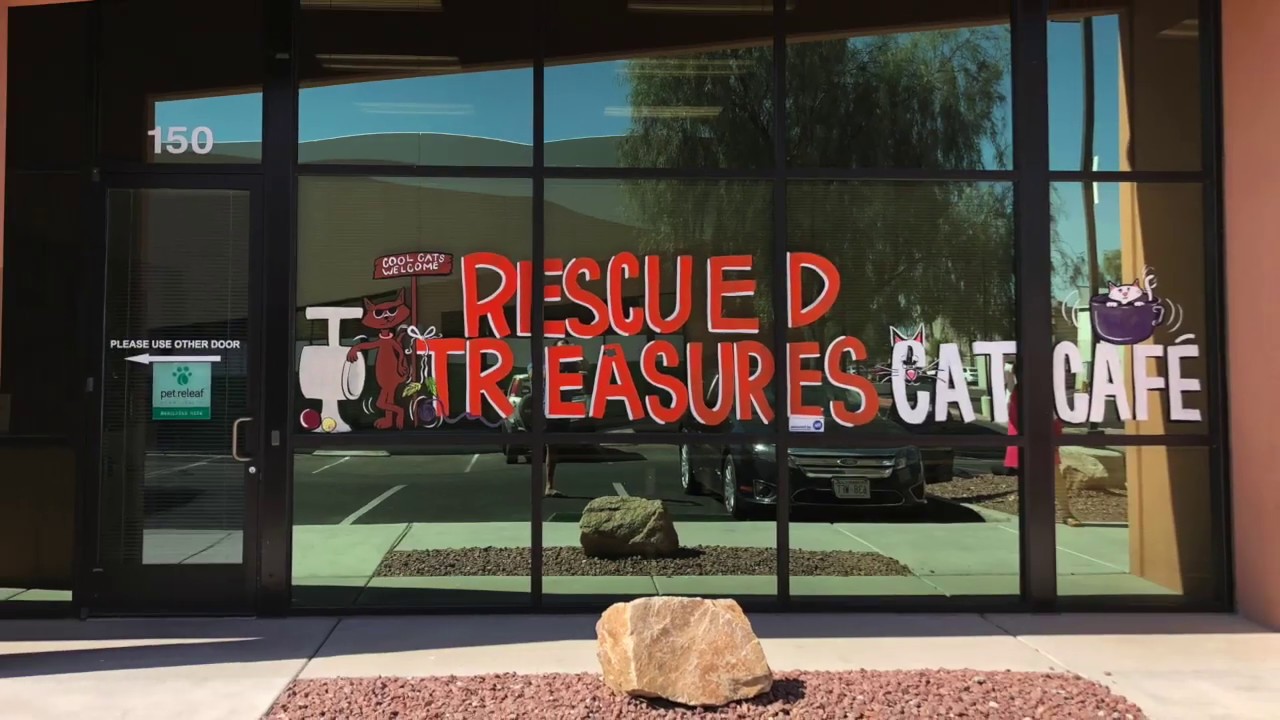 Rescued Treasures Cat Cafe, Las Vegas NV YouTube