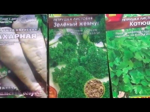 Как и когда сеять петрушку.