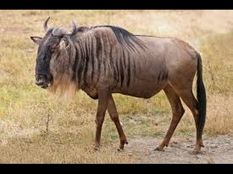 big buck safari wildebeest