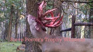 Bonehead shedding his velvet at 4 years old