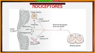 FISIOLOGÍA DEL DOLOR RESUMEN BASICO + CASO CLÍNICO EXPLICADO DE APENDICITIS