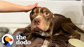 Skinny Rescue Pittie Turns Into A Chonk | The Dodo Foster Diaries