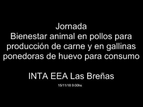 Bienestar animal en pollos para producción de carne y en gallinas ponedoras de huevos para consumo