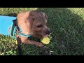 ノーフォークテリア　リロ　公園でボール探し　Norfolk Terrier