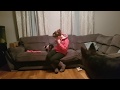 Shadow and Poppy cannot contain their excitement of owner coming home