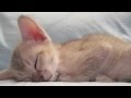 Burmilla Cats - A Burmilla Kitten For You? の動画、YouTube動画。