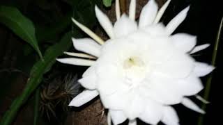 Night Queens flowers