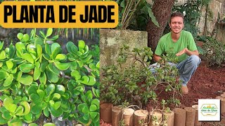 Como fazer o cultivo da Planta de Jade: Plantio Descomplicado e Beleza Exuberante