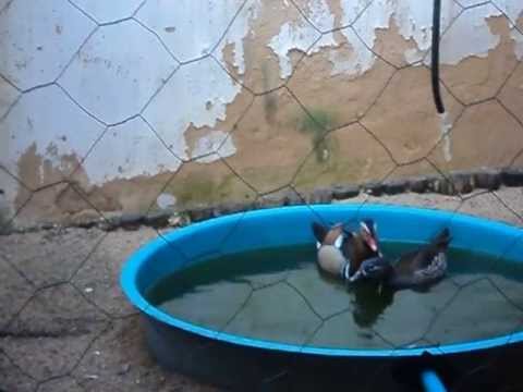 marreco mandarim cruzando youtube