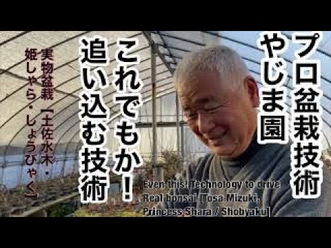 Βίντεο: Πώς να κλαδέψετε το ιαπωνικό barberry;