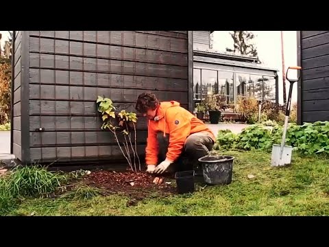Video: Milloin kukkiva herukka istutetaan?