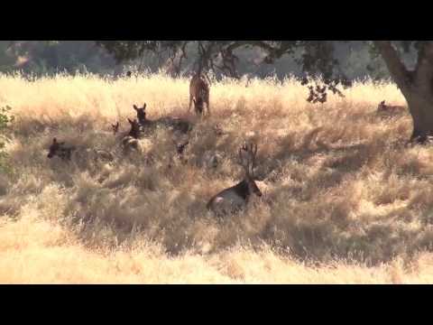 Avenales ranch Elk Hunt