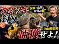 [生物捕獲]あの凶暴で危険な亀を捕獲せよ。[カミツキガメ]