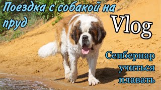 Vlog: Поездка с СОБАКОЙ на пруд / СЕНБЕРНАР учится плавать / Сурское водохранилище