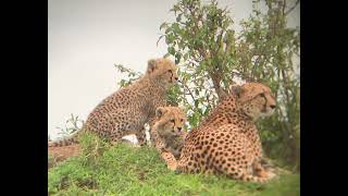 cheetah cubs playing