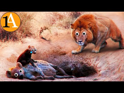 Video: Warum hassen Löwen Hyänen?