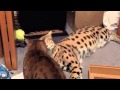 Cheetoh vs. Serval の動画、YouTube動画。