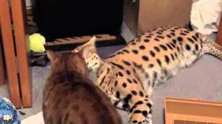 Cheetoh vs. Serval