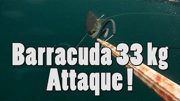 Barracuda 33 kg attaque - Barracuda attack !! Spearfishing