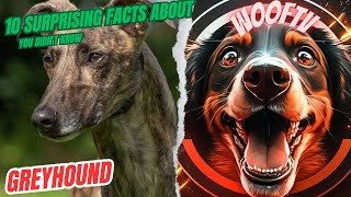 10 Surprising Facts About Greyhound You Didn't Know