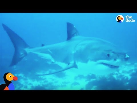 Shark Fin Soup Is Destroying Our Oceans | The Dodo