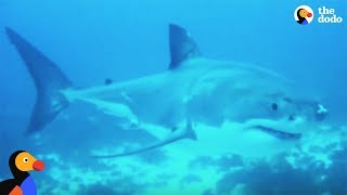 Shark Fin Soup Is Destroying Our Oceans | The Dodo Shark Fin Soup Is Destroying Our Oceans | The Dodo