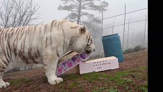 Valentine's Day Countdown - A white tiger named Donner playing with his Valentine's Day Enrichment
