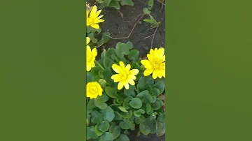 Чистяк весенний почвопокровное растение