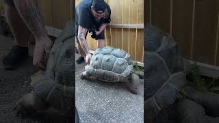 Scratching Giant Tortoises Back #Reptiles