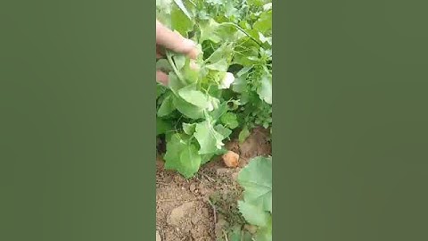 رمضان كريم  بعض من  زراعة  جربتها في احواض  أشجار  الزيتون