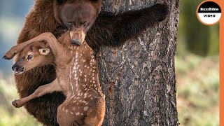 A Mother Grizzly Eats a Newborn Elk Alive !! Resimi