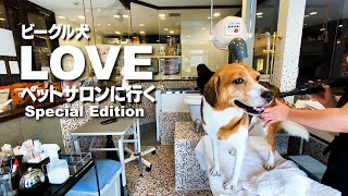 ビーグル犬ラブ ペットサロンに行く Youtube