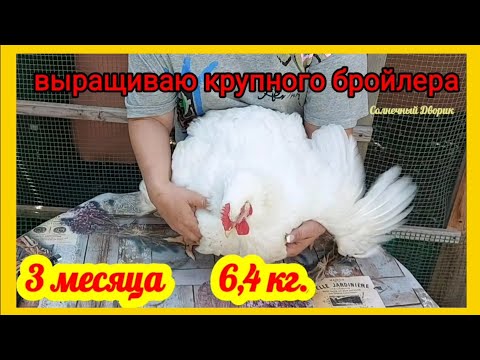 ‼️ВОТ ЭТО ВЕС БРОЙЛЕРОВ ‼️ПРИ ТАКИХ КУРОЧКАХ И ПЕТУХОВ НЕ НАДО ‼️Взвесила и удивилась.