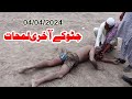 New kabaddi match 2024  javed iqbal jatto vs achoo 302 in khanewal 04 april 2024