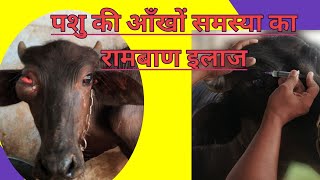 पशु का अंधा हो जाना, आँख में चोट लग जाना Blindness in domestic animal's. bheins ka andha ho jana.