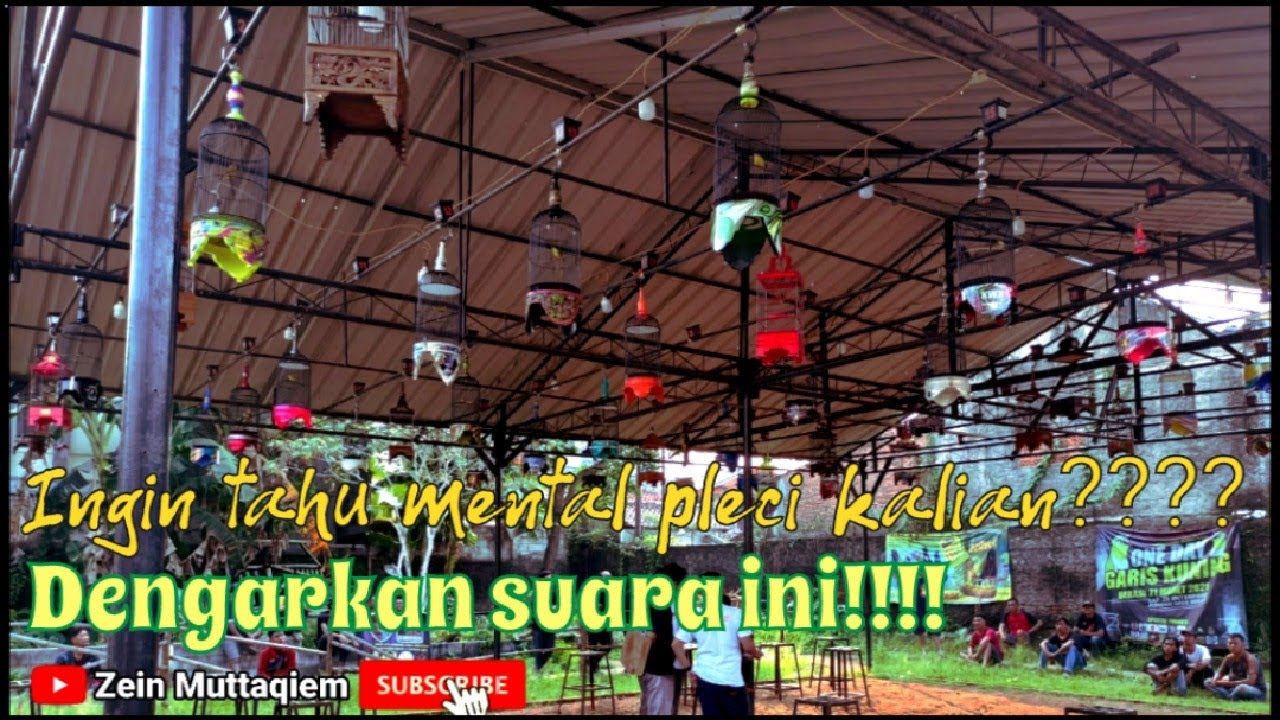 simulasi lomba burung pleci|terapi untuk melatih mental burung pleci