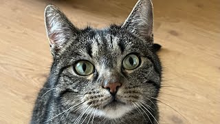 Super Cute Cat eats Candy enthusiastically