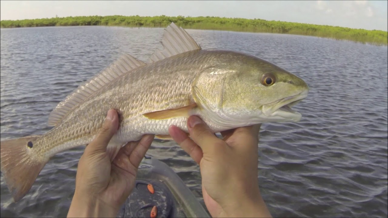 Stalking Redfish in Clear Water