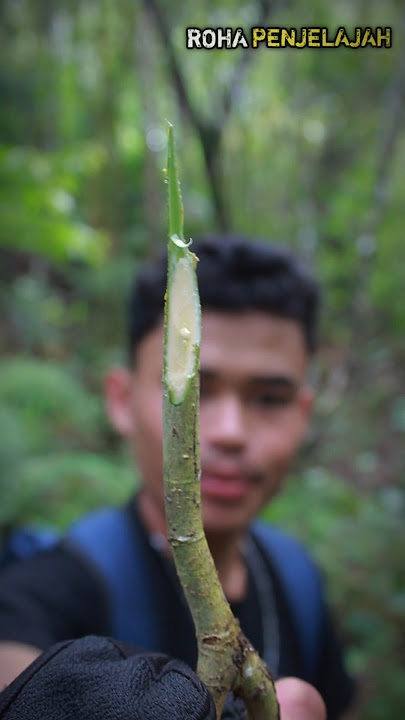 Mendeteksi Tumbuhan Ob4t Gatal Gatal Di Alam Bebas #survival #bushcraft #camping #outdoors