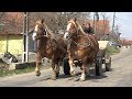 Achizitii iepe cu domnul Berbescu si Nelu de la Gura Raului, La Brusturi, Bihor - 2019