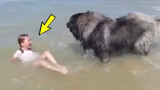 Девочка играла с собакой на берегу, как вдруг пёс оскалился на ребёнка!