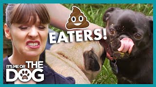 Poop Eating Pugs Like Stale Poop Best ?! | It's Me or the Dog by It's Me or the Dog 10 days ago 12 minutes, 34 seconds 10,199 views
