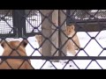 19.02 大森山動物園 ライオンのトモ・ろくいち・いちろう・ごう