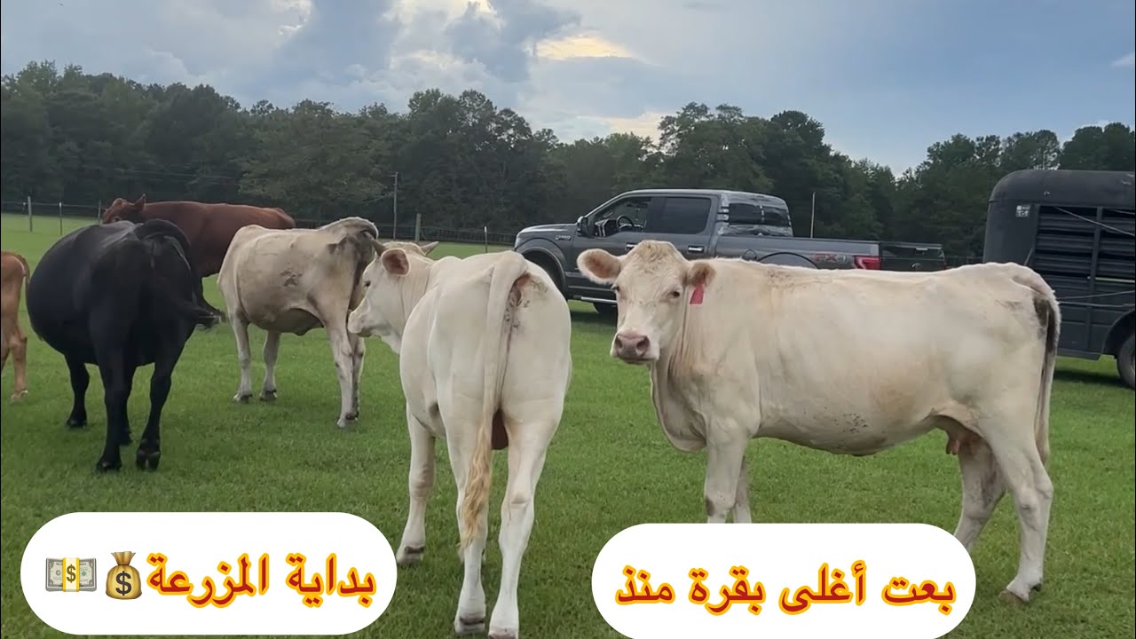اليوم بعت أغلى بقرة في السوق وأسعار خيالية في السوق الأسبوعي💵💵💵🇺🇸