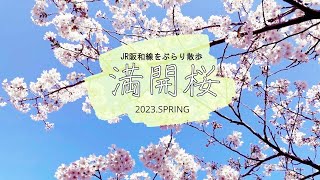 桜満開,JR阪和線沿線をぶらり