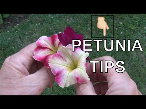 Video: Growing Petunia: Tips for Petunia Care