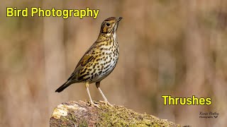 How to Photograph Thrushes